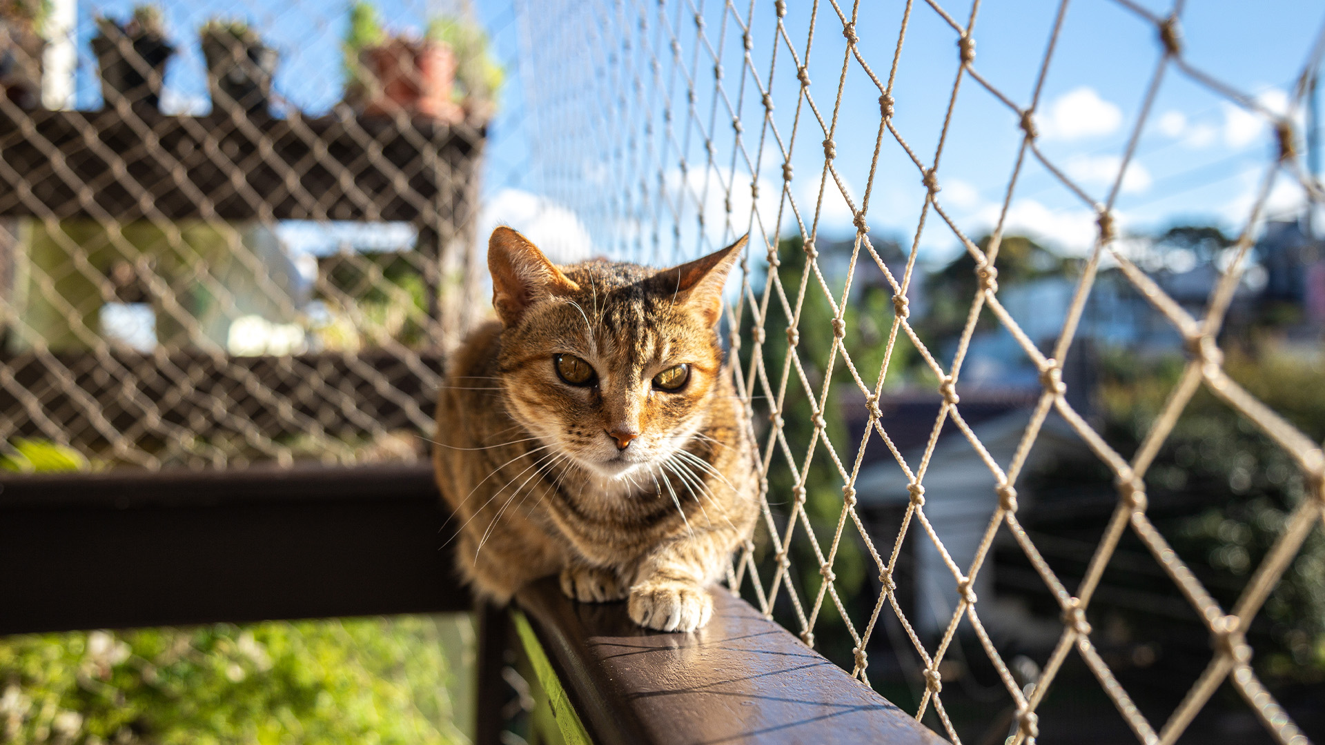 Kedi Balkon Filesi