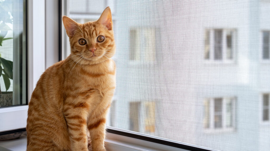 Kedi Pencere Filesi